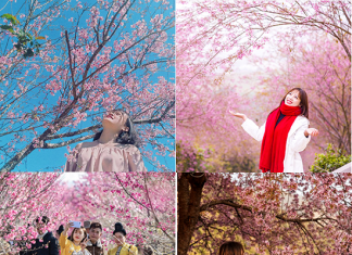 Du lịch Sapa mùa hoa Anh Đào 2024