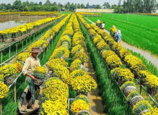 Review trọn bộ kinh nghiệm du lịch Đồng Tháp tự túc: ăn gì, chơi gì? Review trọn bộ kinh nghiệm du lịch Đồng Tháp tự túc: ăn gì, chơi gì?