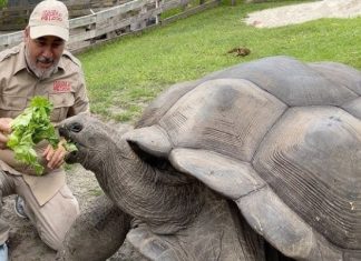 Trải nghiệm khám phá bảo tàng Rùa nổi tiếng trong tour Singapore